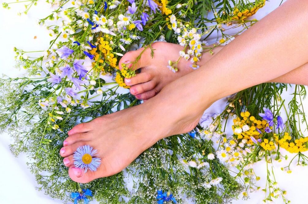 Varicose Vein Herbes